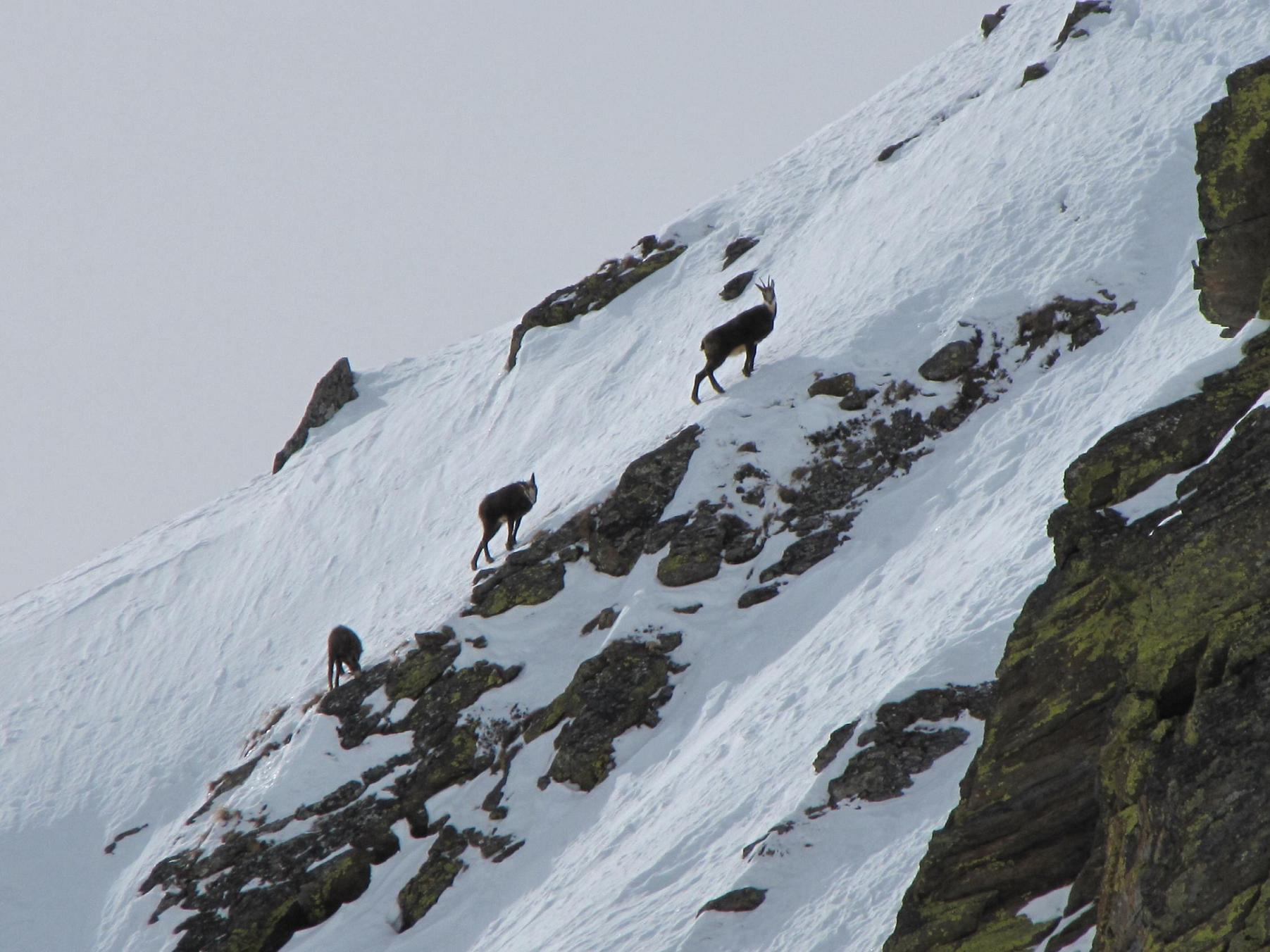 I camosci tornano a correre